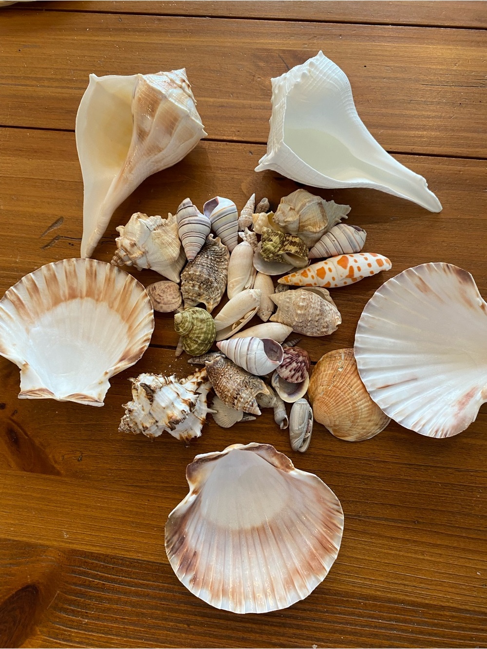 Seashell bundle - Picture 2 of 8